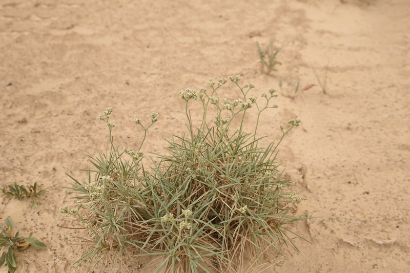 Acantholimon cymosum photo 2