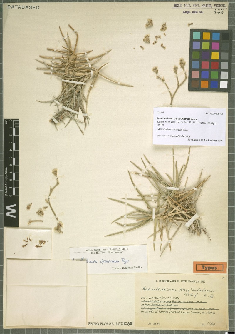 Acantholimon cymosum photo 3