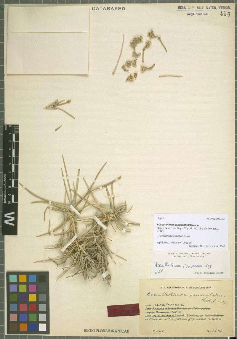 Acantholimon cymosum photo 4