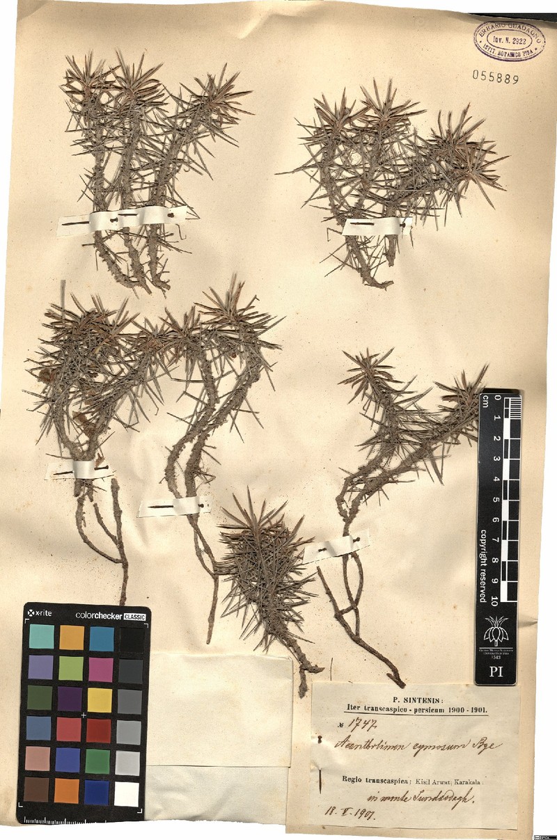Acantholimon cymosum photo 5