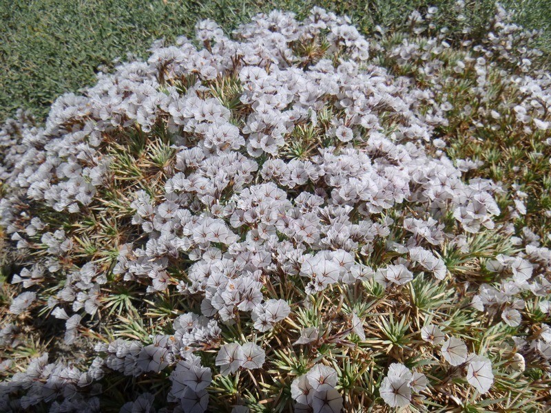 Acantholimon demavendicum