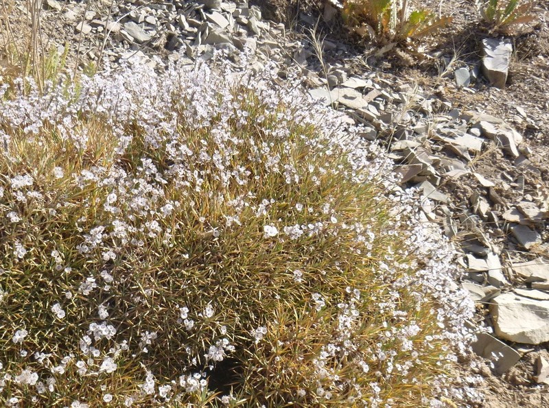 Acantholimon demavendicum photo 2