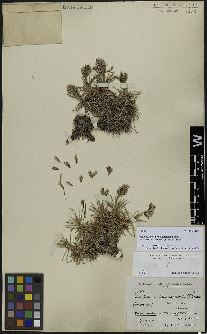 Acantholimon demavendicum photo 3