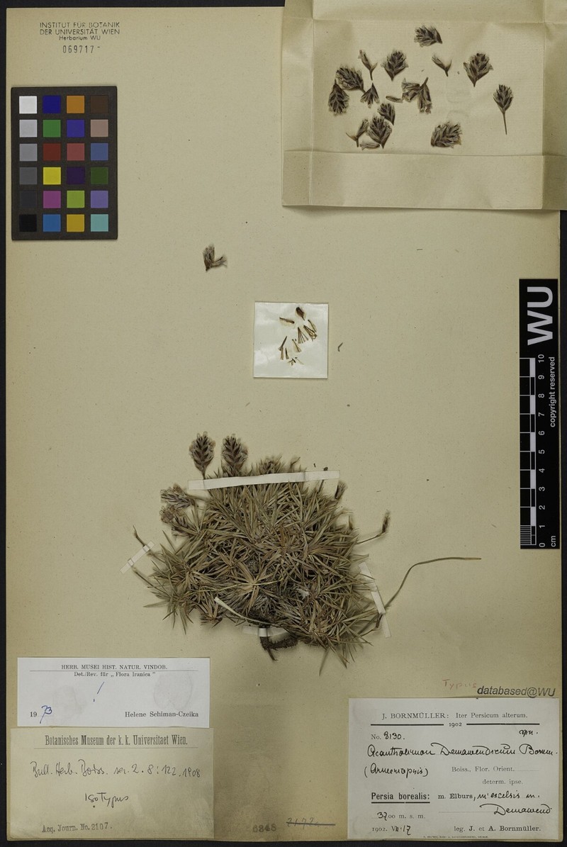 Acantholimon demavendicum photo 4