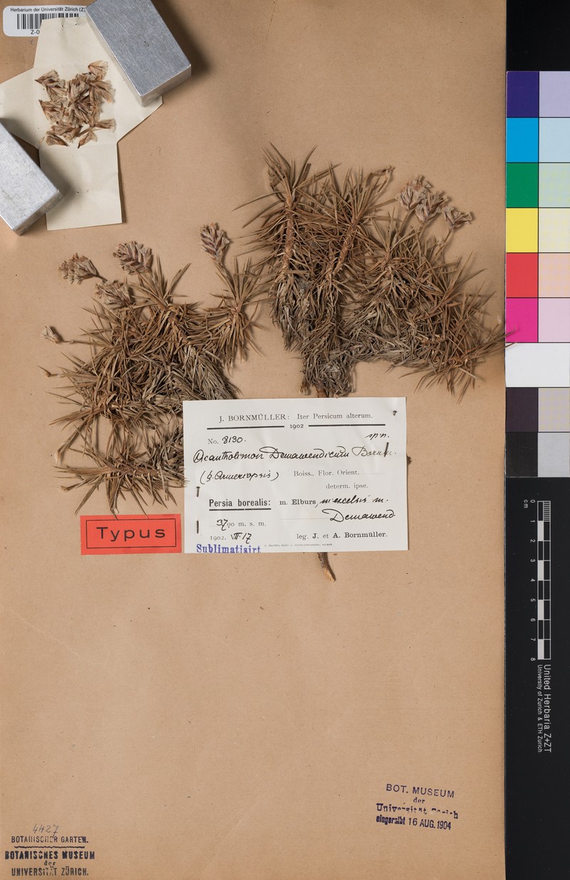 Acantholimon demavendicum photo 5