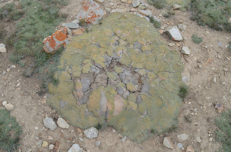 Acantholimon diapensioides photo 3