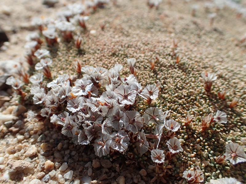 Acantholimon diapensioides photo 4