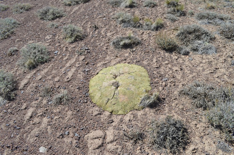 Acantholimon diapensioides photo 5