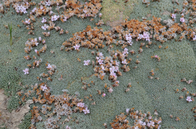 Acantholimon diapensioides photo 6