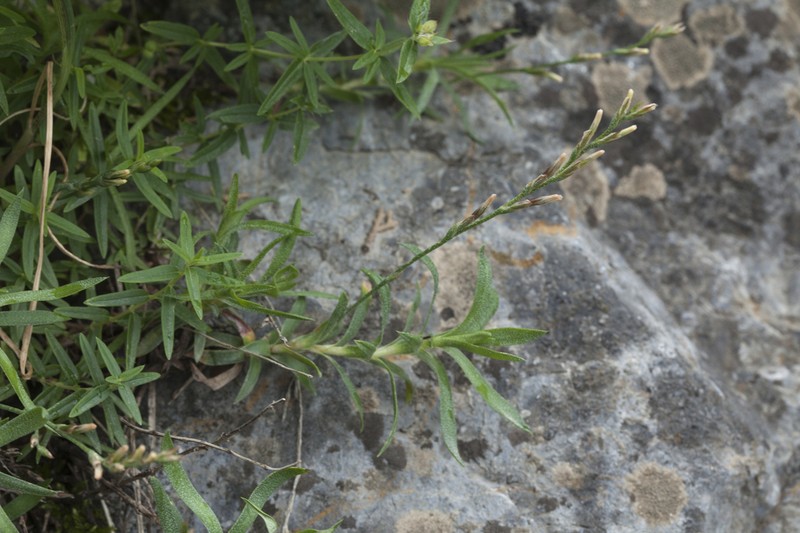 Acantholimon ekatherinae
