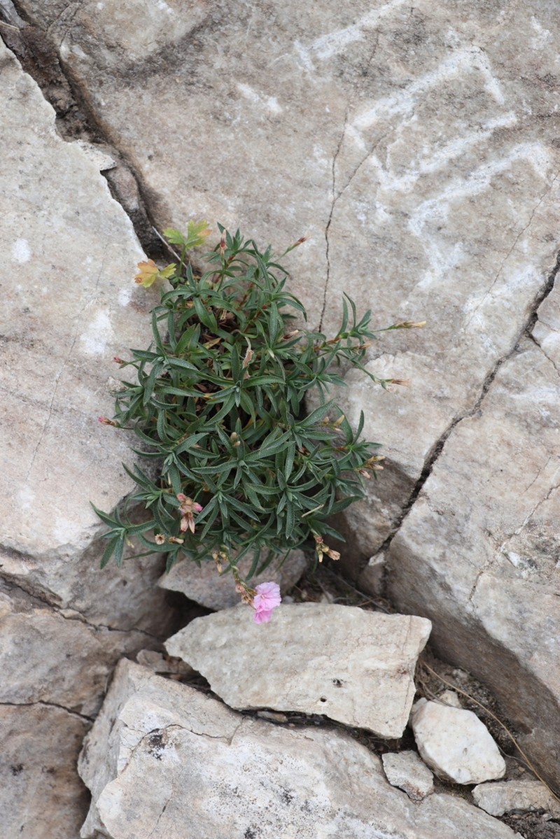 Acantholimon ekatherinae photo 2