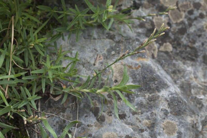 Acantholimon ekatherinae photo 4