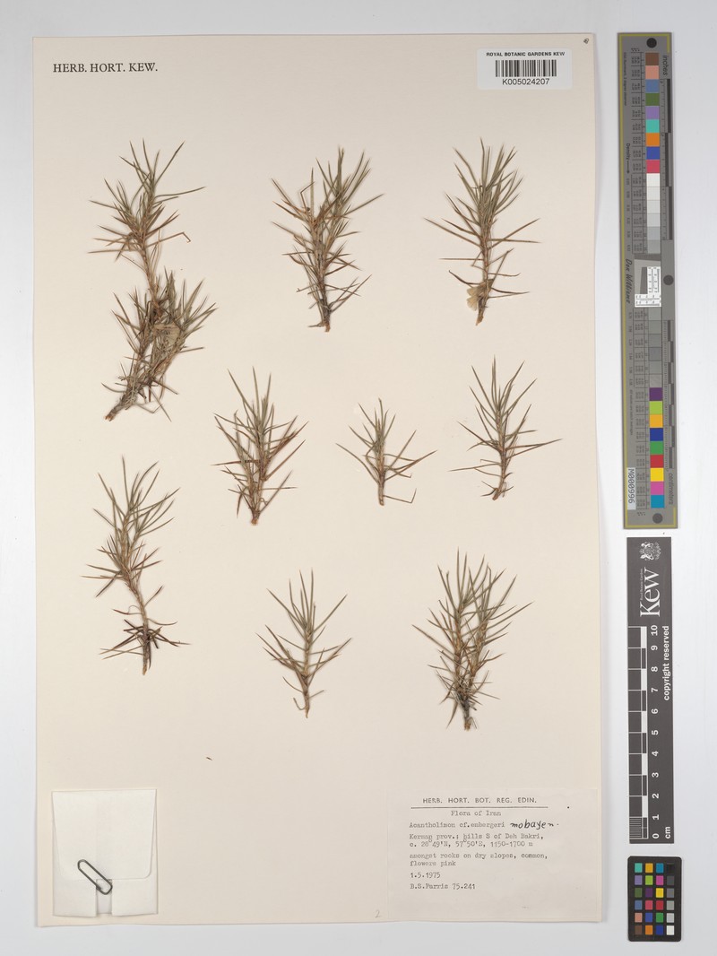 Acantholimon embergeri
