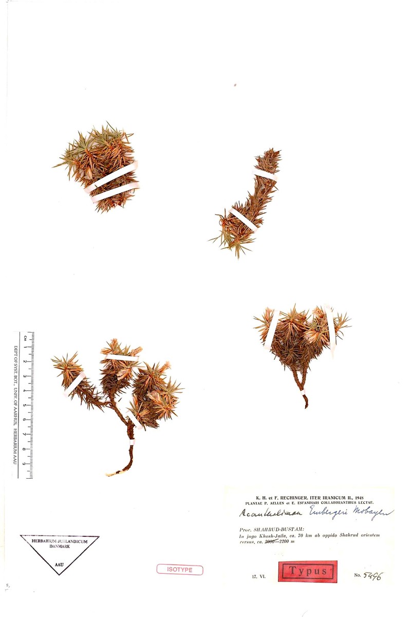 Acantholimon embergeri photo 2