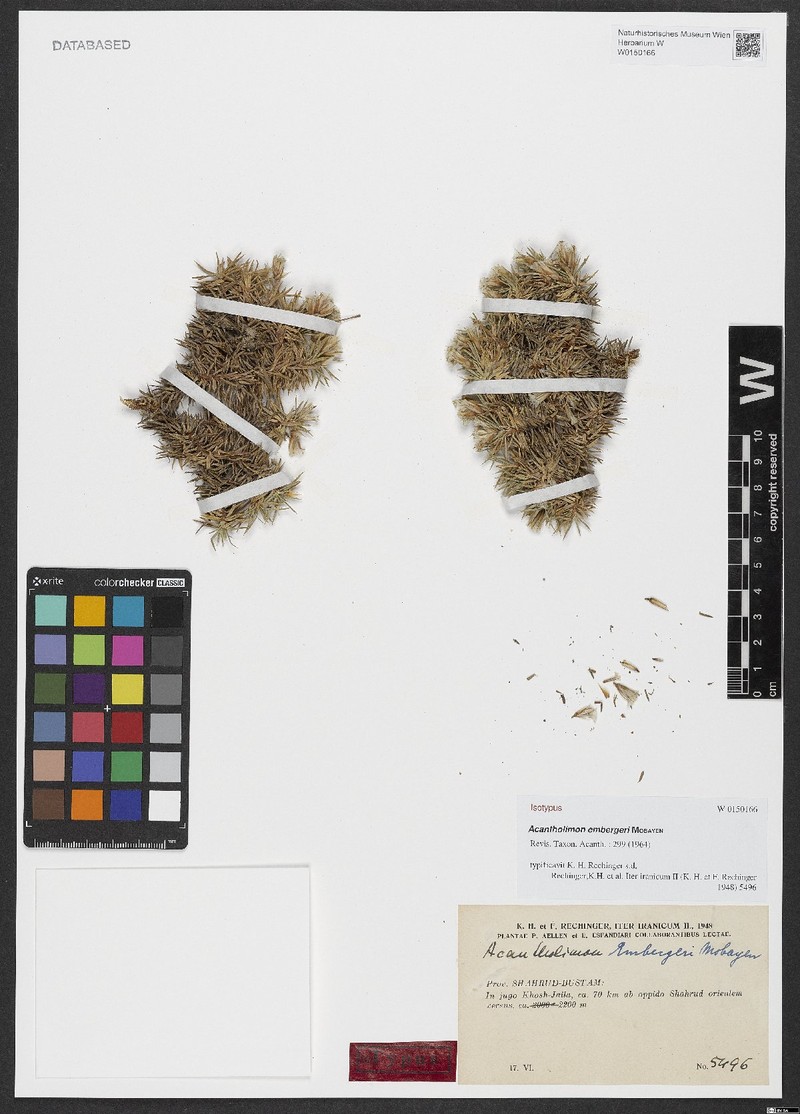 Acantholimon embergeri photo 4