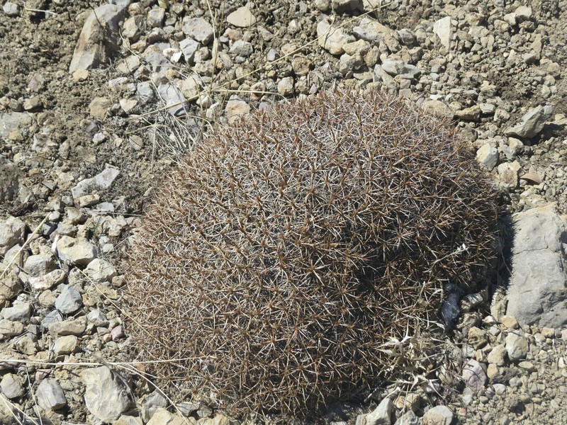 Acantholimon erinaceum