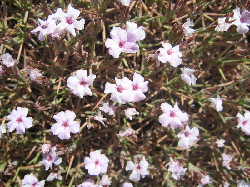 Acantholimon erinaceum photo 2