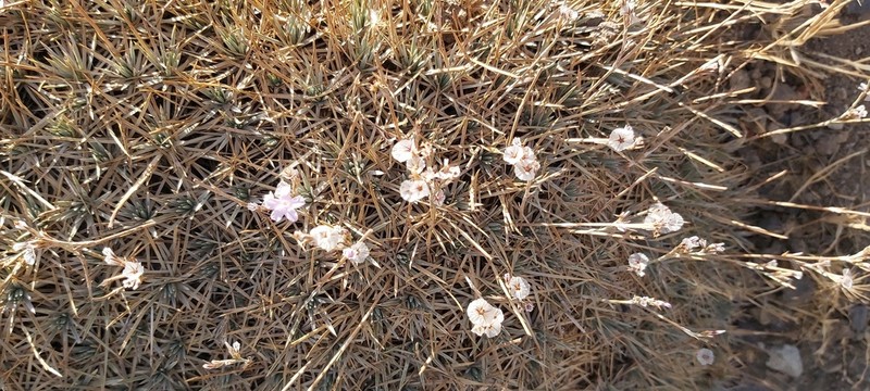 Acantholimon erinaceum photo 3