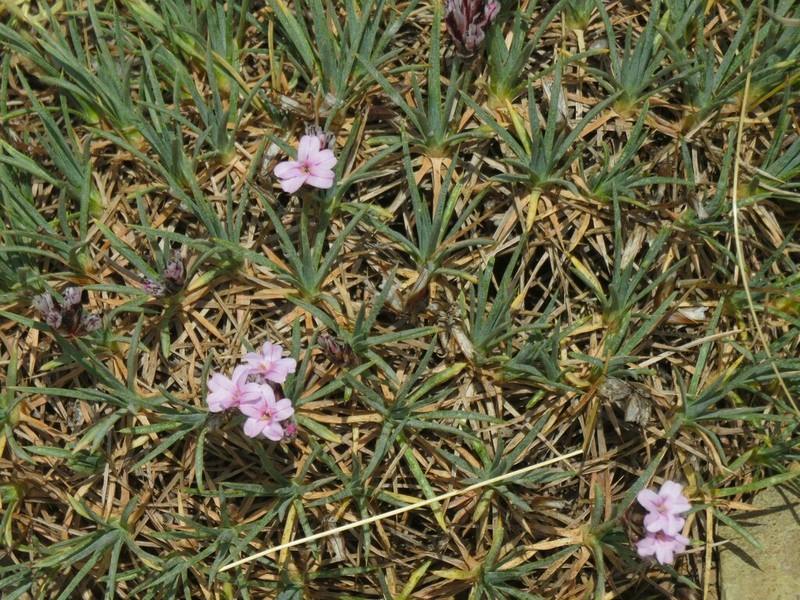Acantholimon erinaceum photo 4