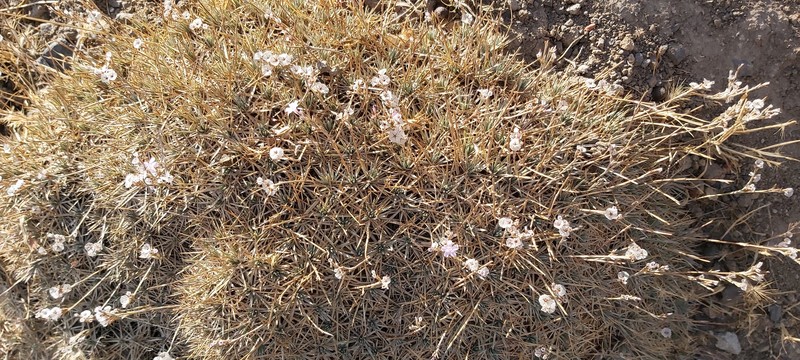 Acantholimon erinaceum photo 5