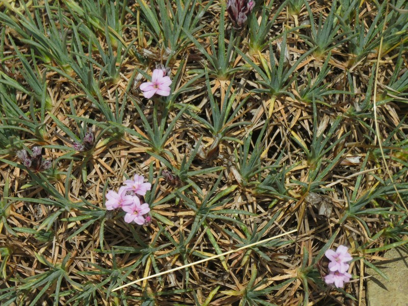 Acantholimon erinaceum photo 6