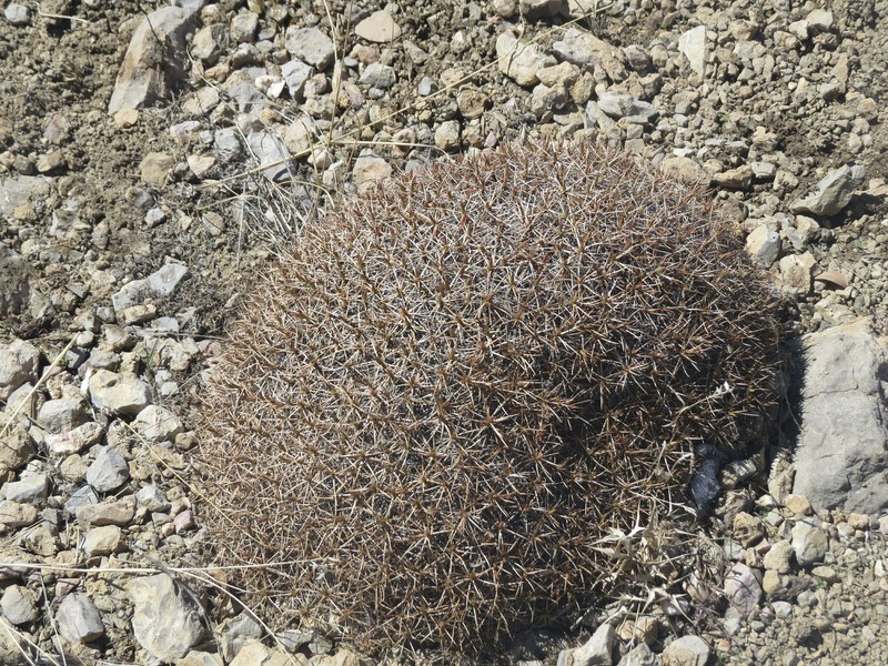 Acantholimon erinaceum photo 7