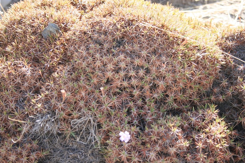 Acantholimon erythraeum photo 2