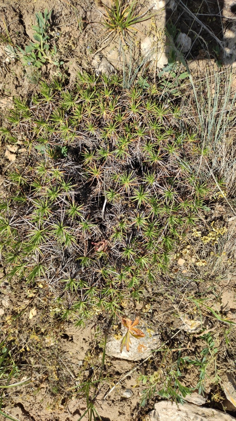 Acantholimon erythraeum photo 3
