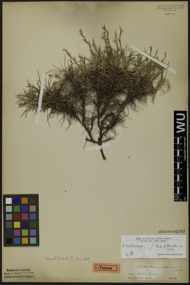 Acantholimon eschkerense photo 2