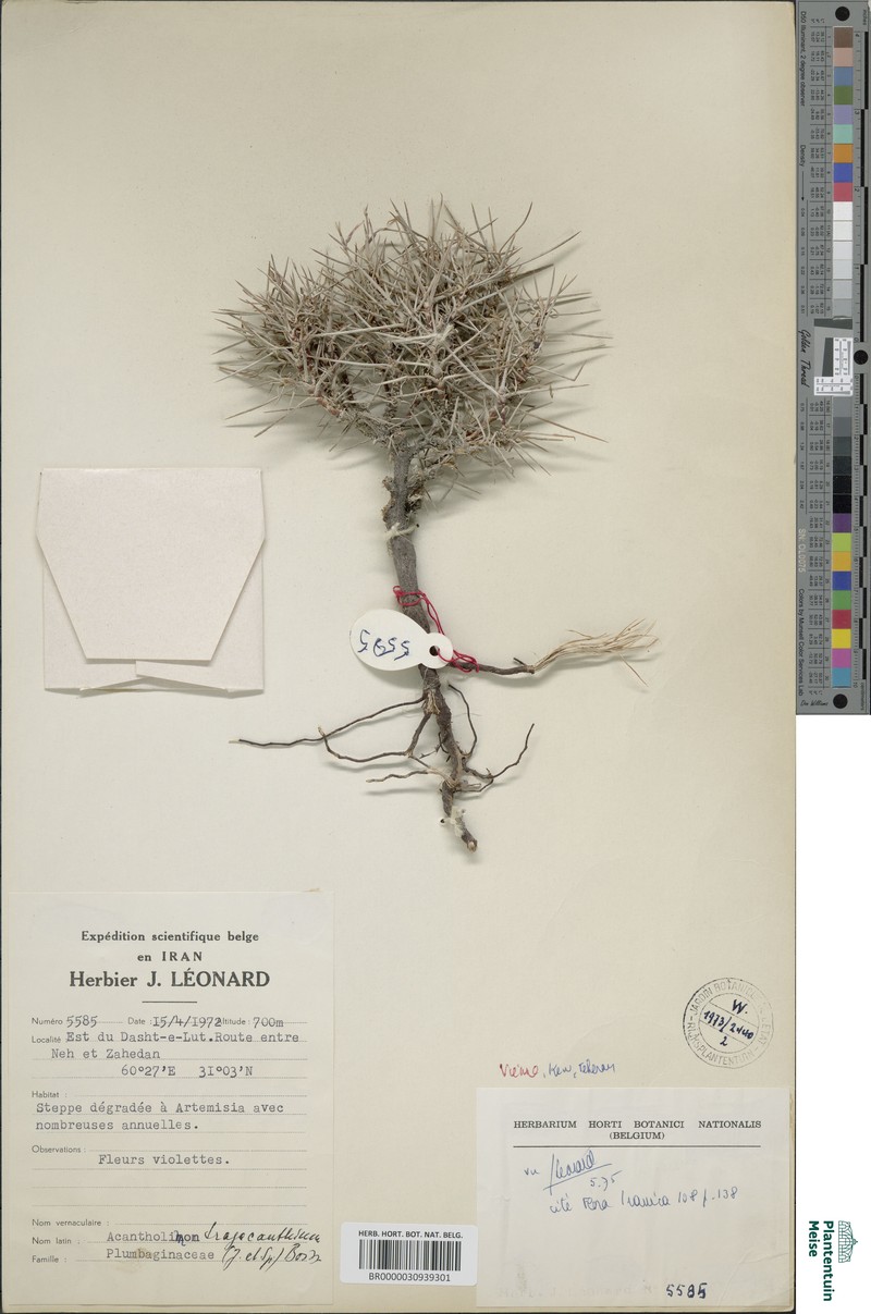 Acantholimon fasciculare
