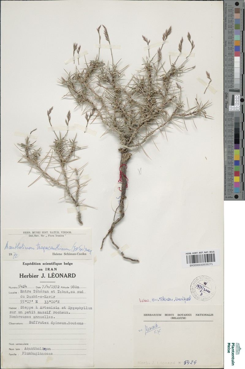 Acantholimon fasciculare photo 2