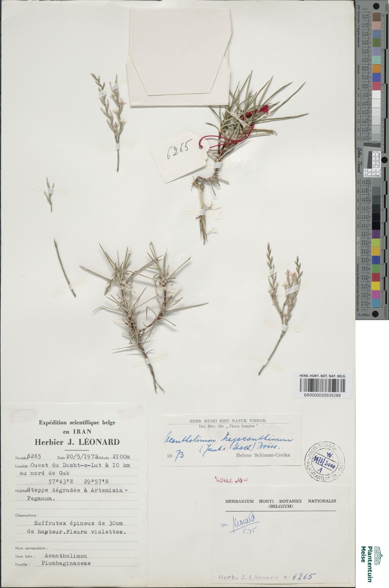 Acantholimon fasciculare photo 3