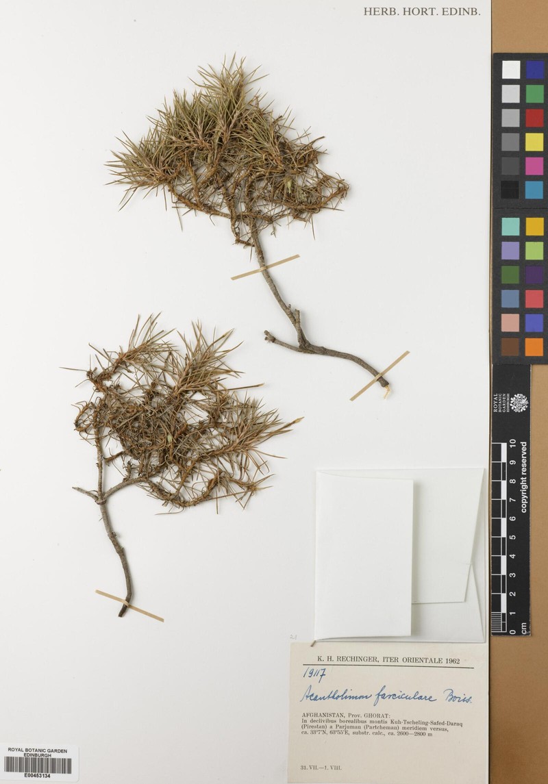 Acantholimon fasciculare photo 4