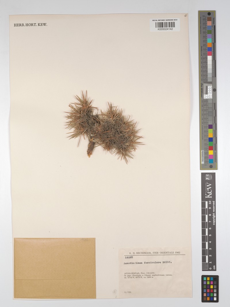 Acantholimon fasciculare photo 5
