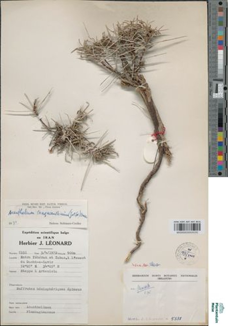 Acantholimon fasciculare photo 6