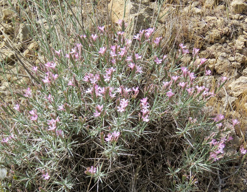 Acantholimon festucaceum photo 2