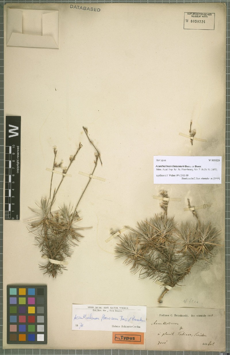 Acantholimon flexuosum