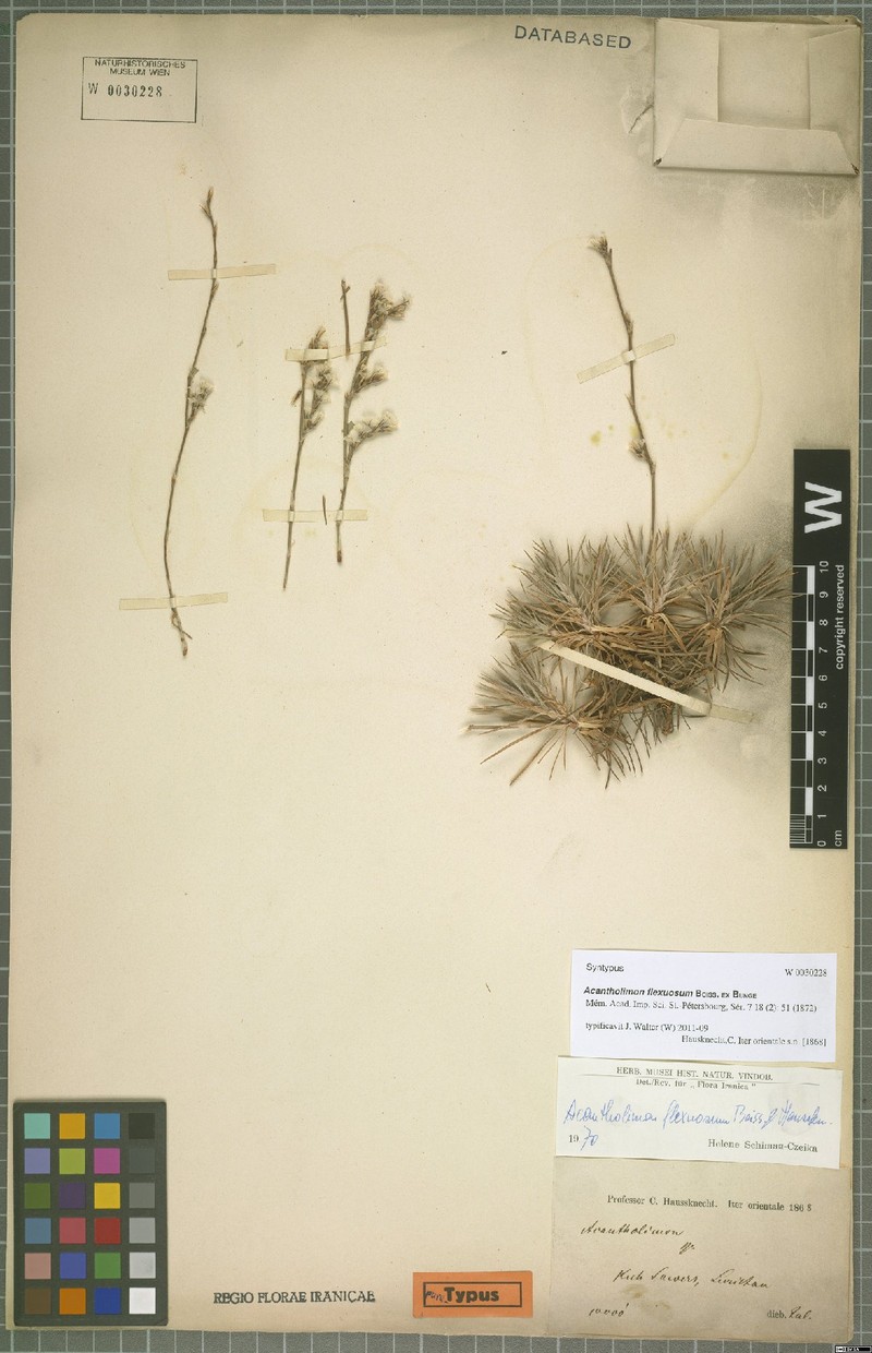 Acantholimon flexuosum photo 2