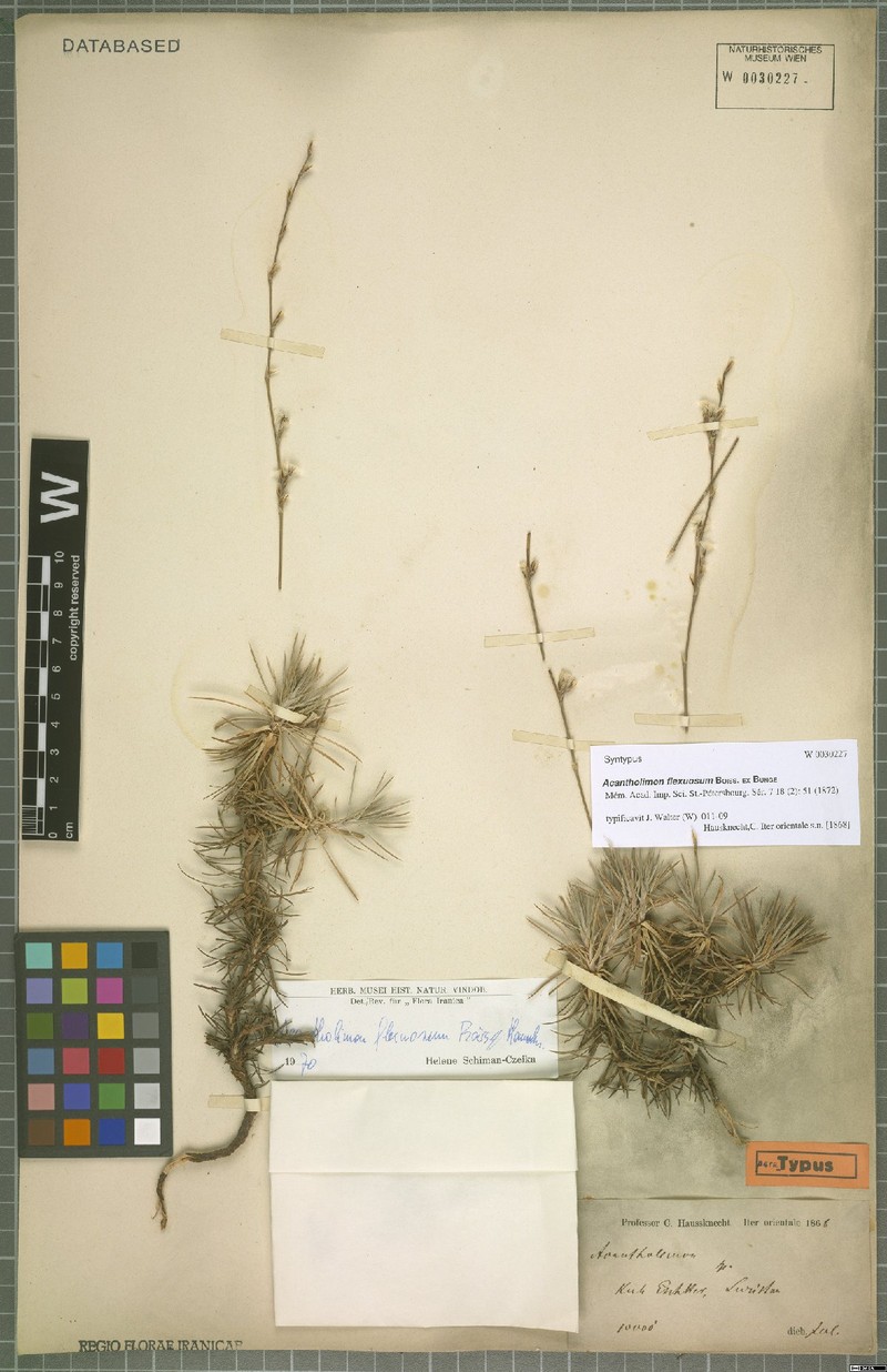 Acantholimon flexuosum photo 3