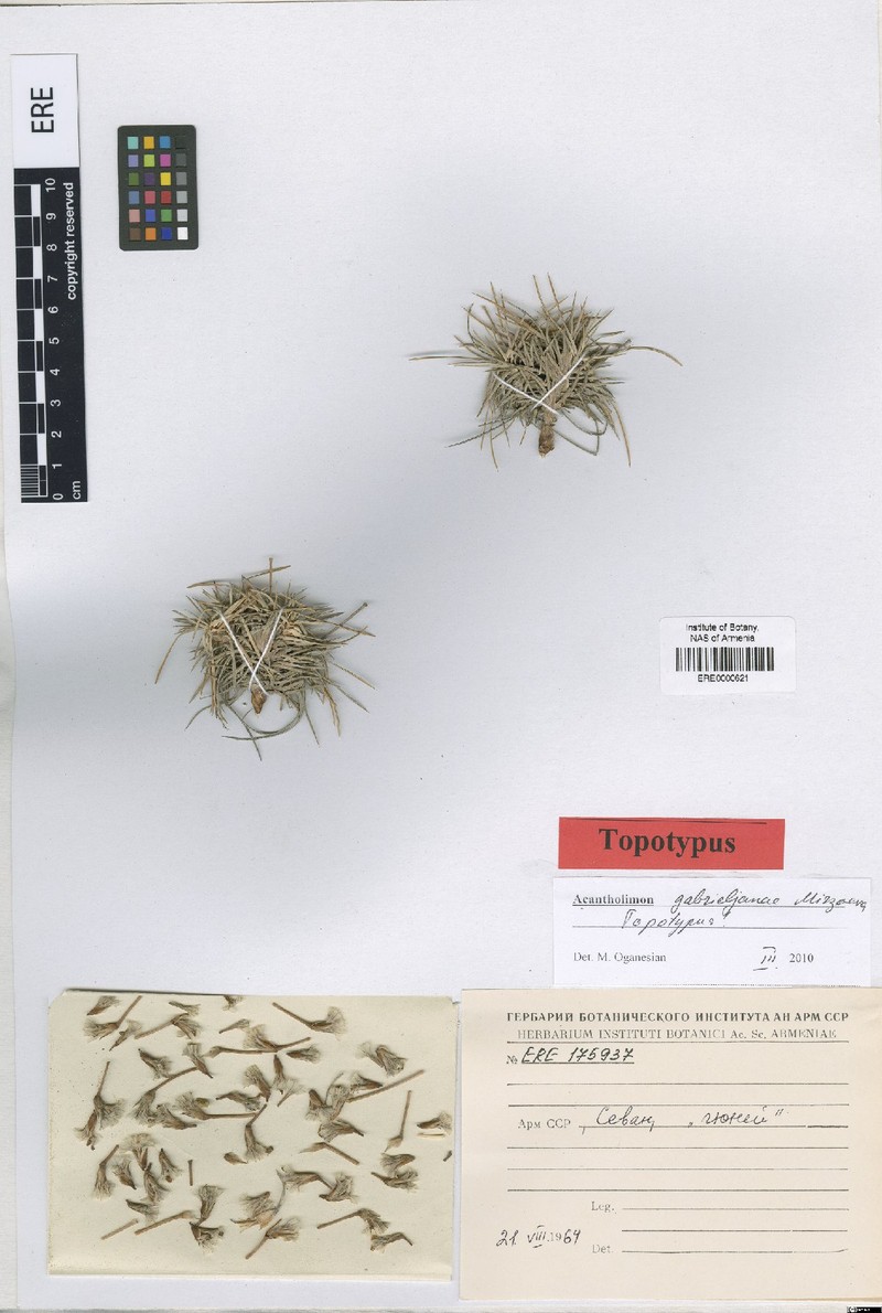 Acantholimon gabrieljaniae