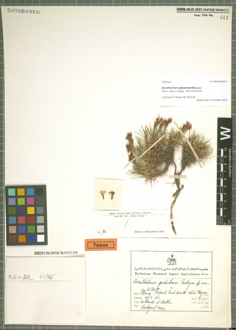 Acantholimon gadukense