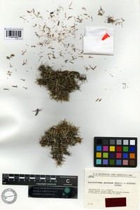 Acantholimon ghoranum