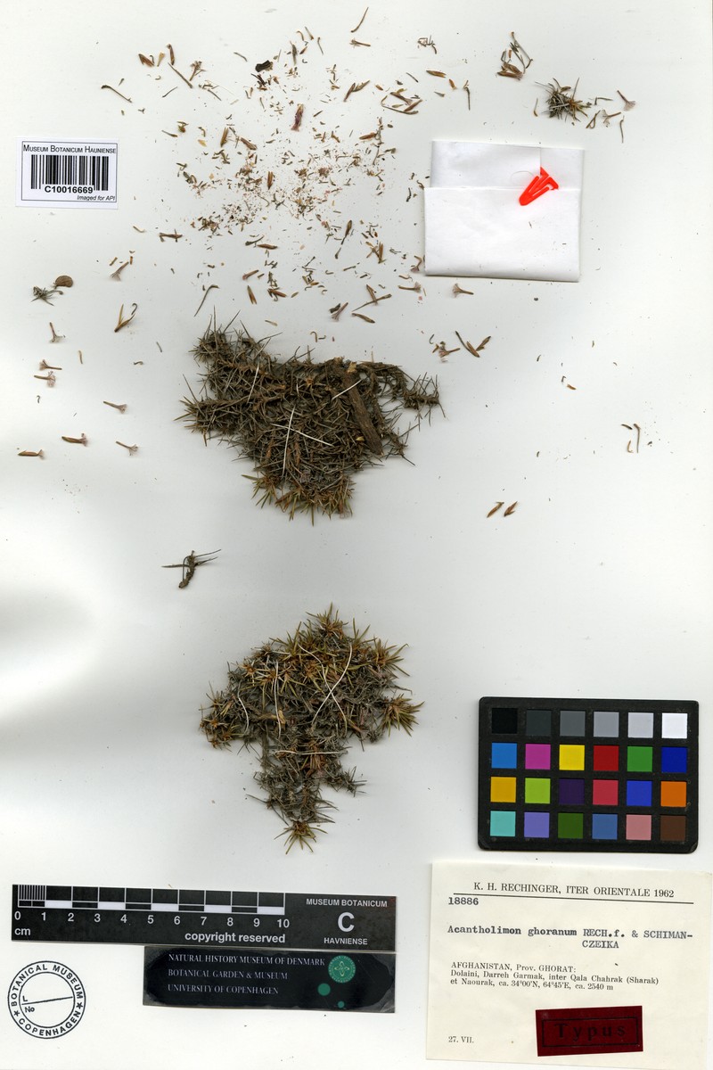 Acantholimon ghoranum
