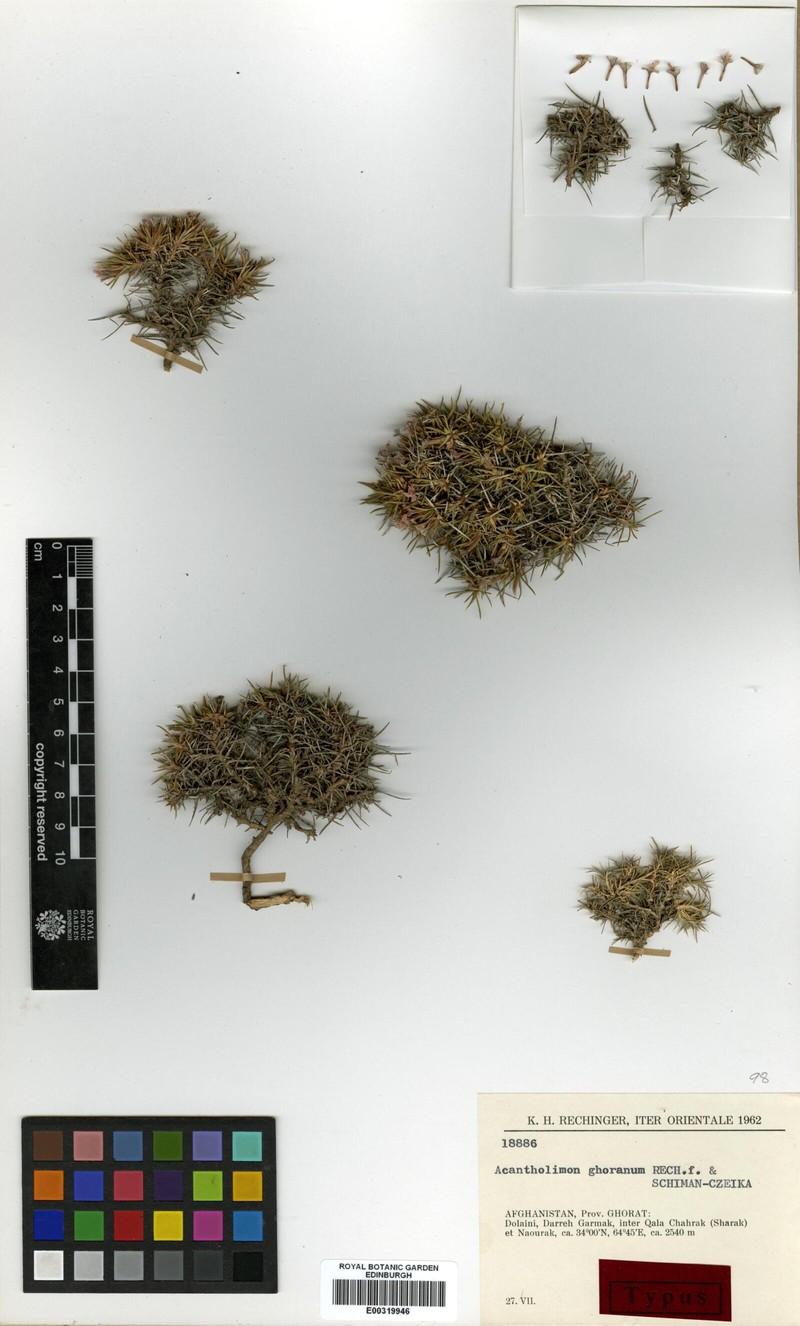Acantholimon ghoranum photo 2