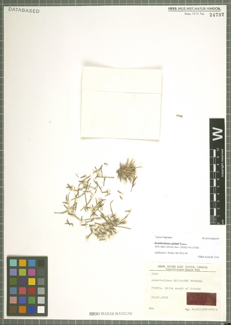 Acantholimon gilliatii