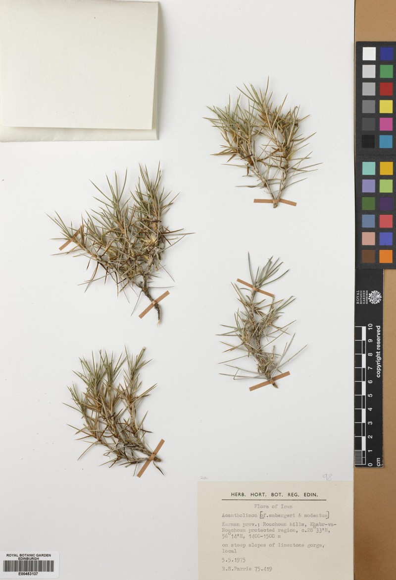 Acantholimon glutinosum
