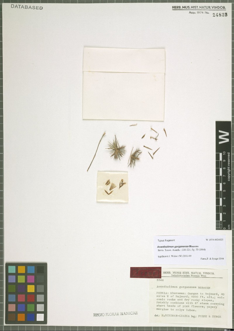 Acantholimon gorganense