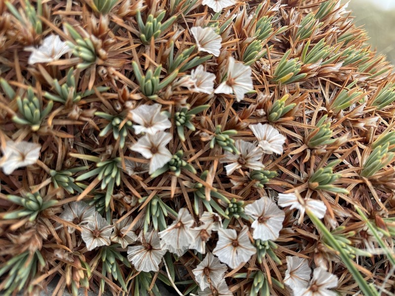 Acantholimon graecum photo 3