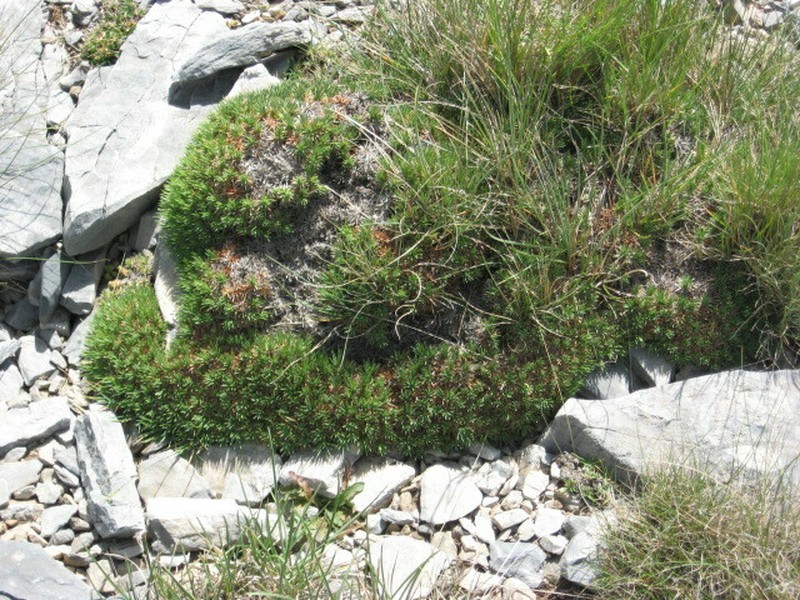 Acantholimon graecum photo 4