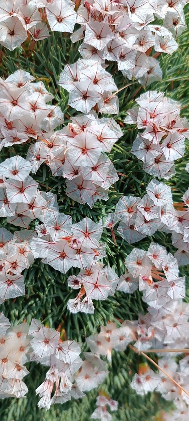 Acantholimon graecum photo 5